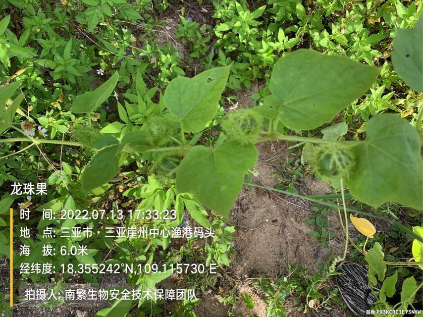 龙珠果