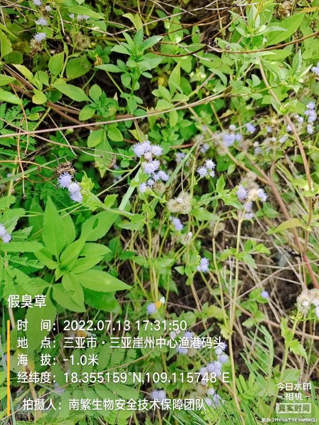 假臭草
