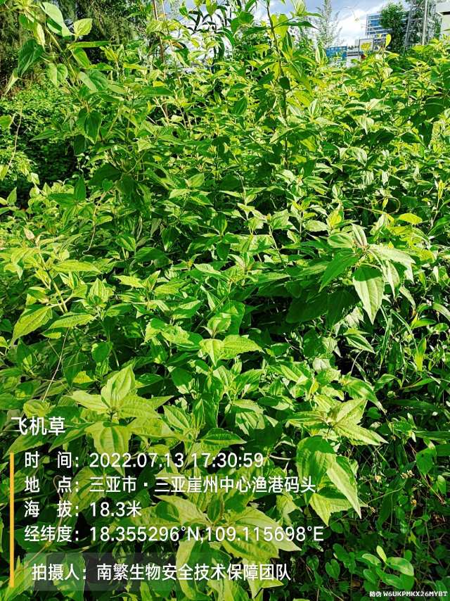 飞机草