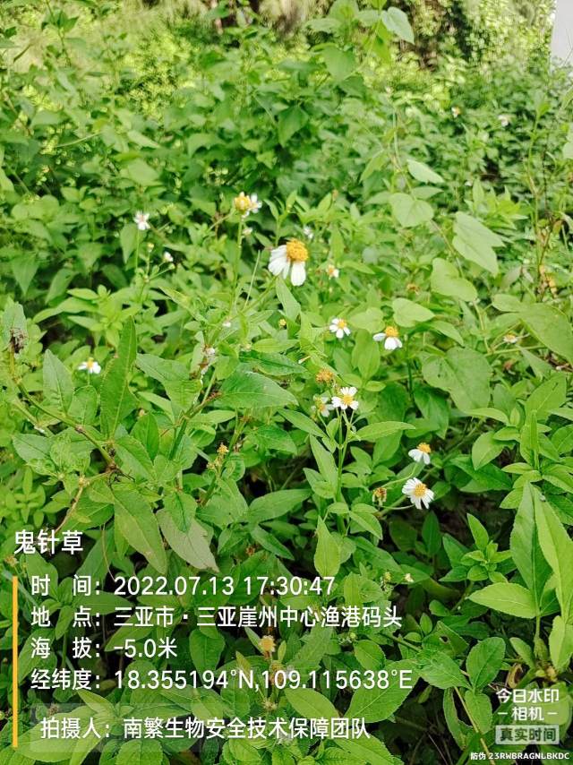 鬼针草