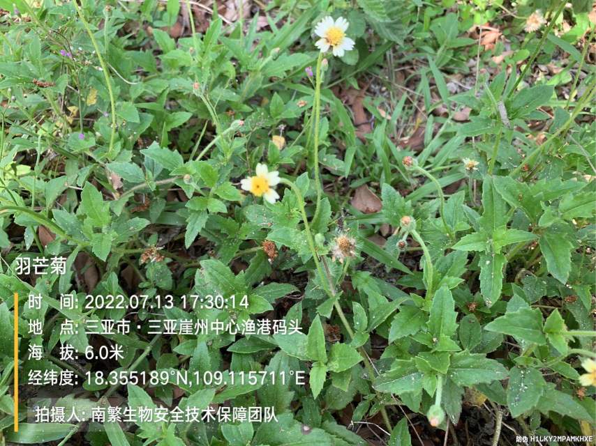 羽芒菊