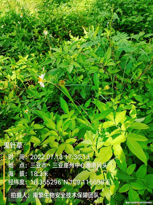鬼针草
