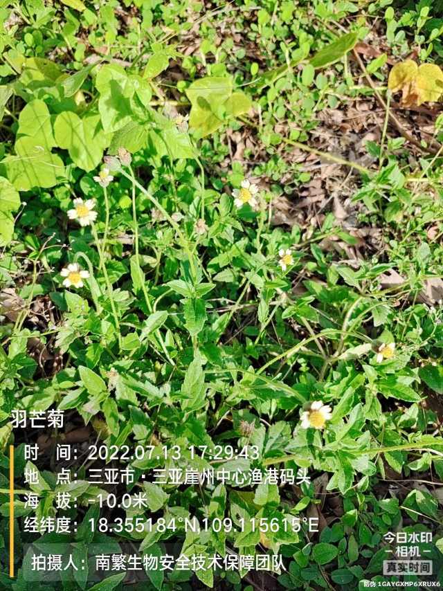 羽芒菊