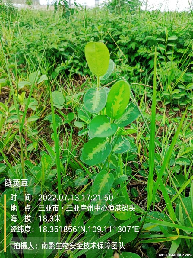 链荚豆
