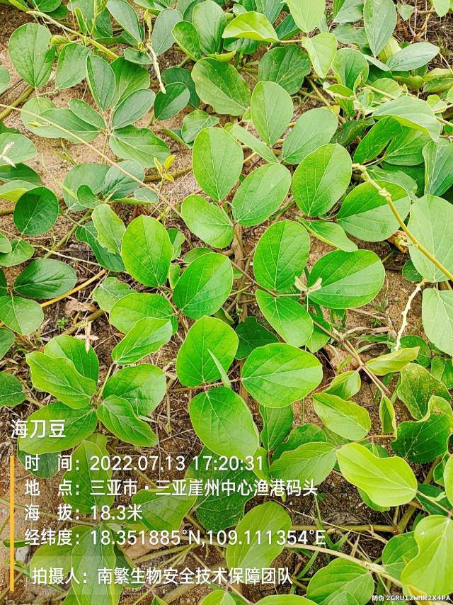 海刀豆