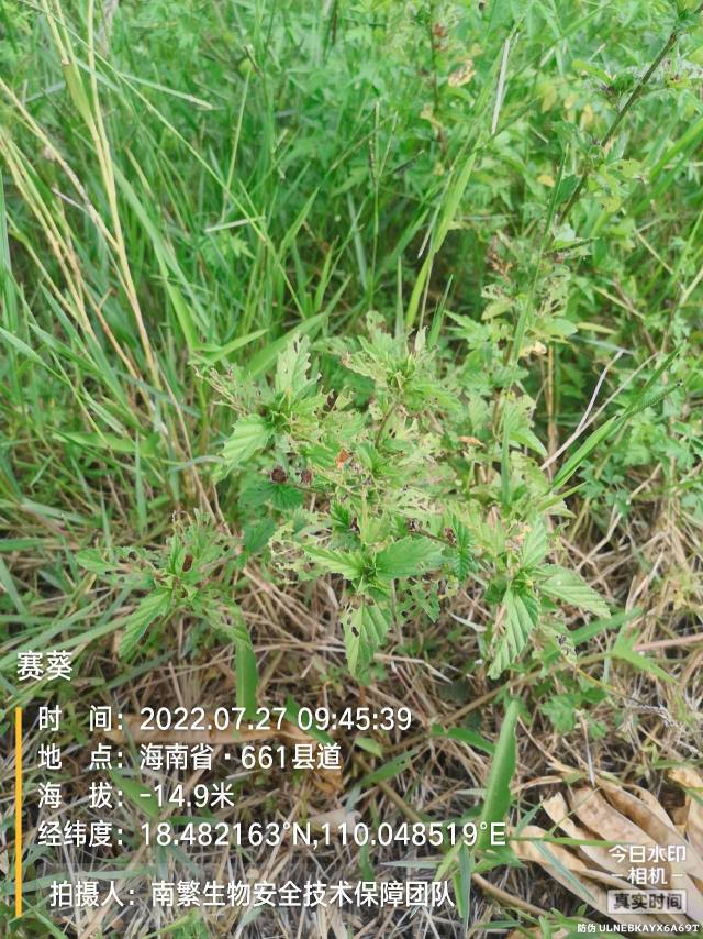 赛葵