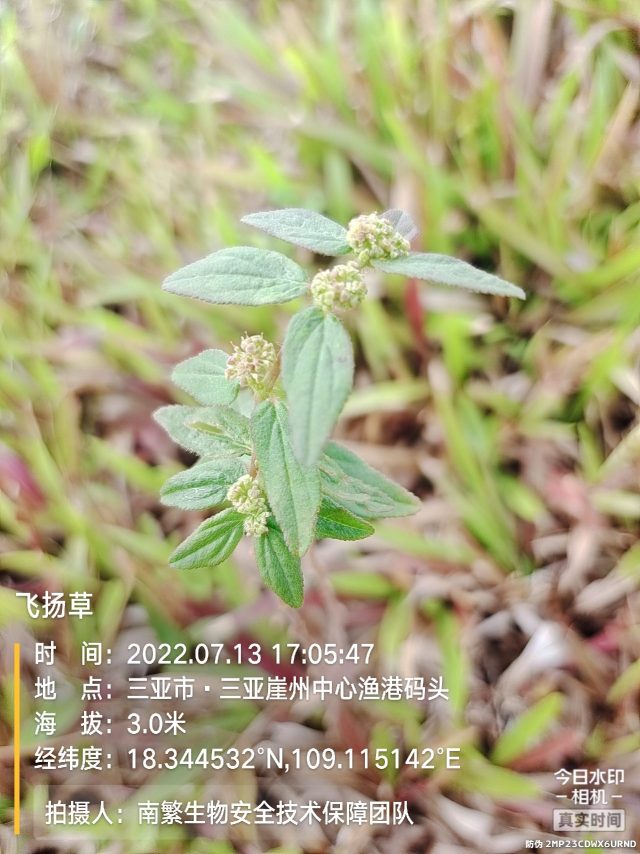 飞扬草