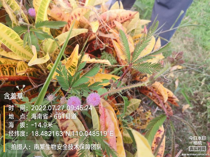 含羞草