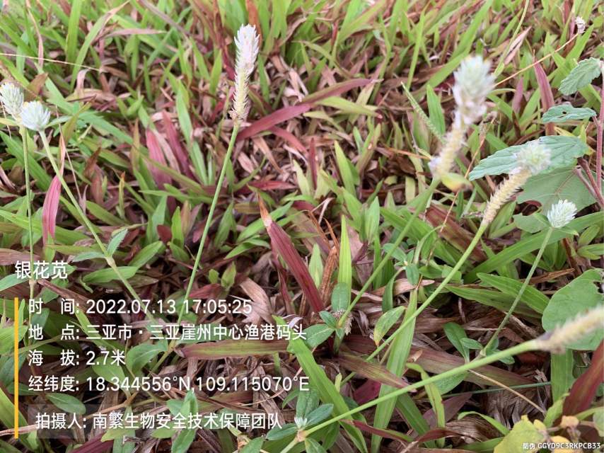 银花苋