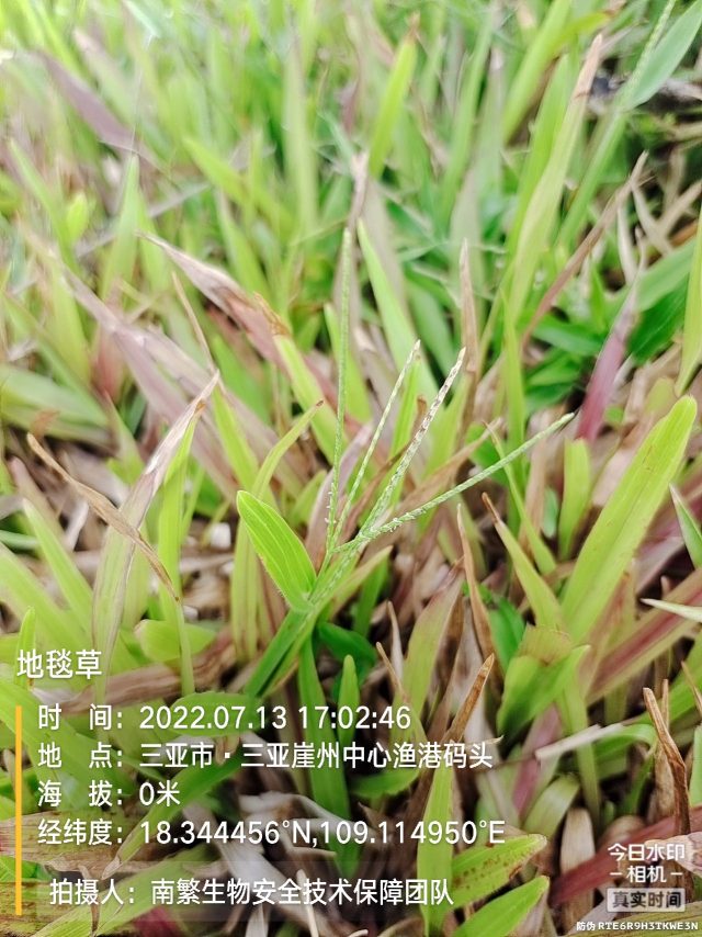地毯草