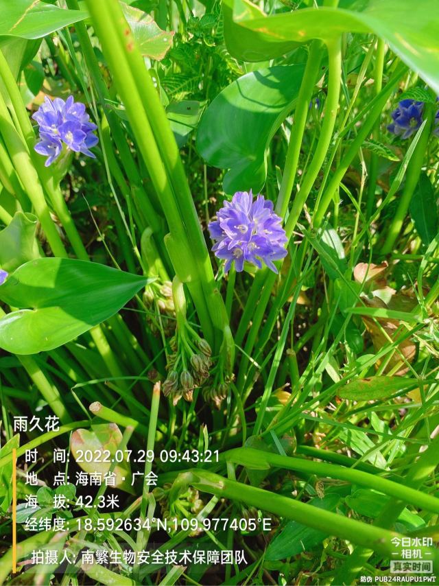 雨久花