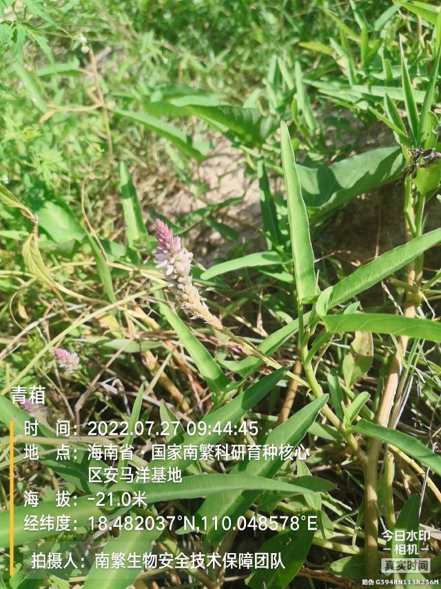 青葙