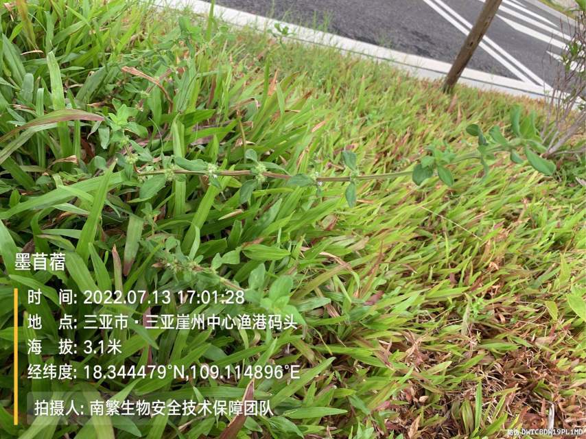 墨苜蓿