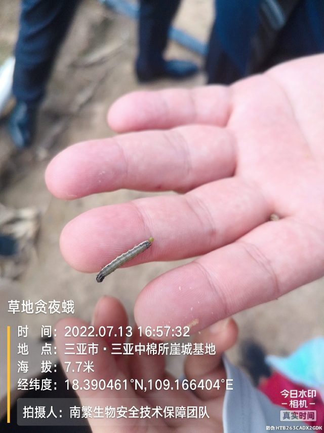 草地贪夜蛾