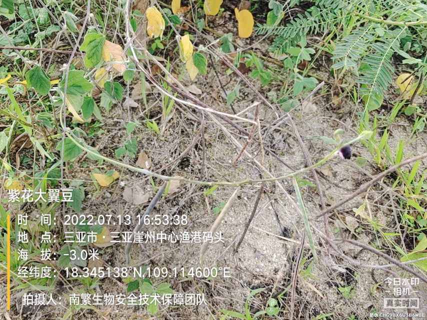 紫花大翼豆