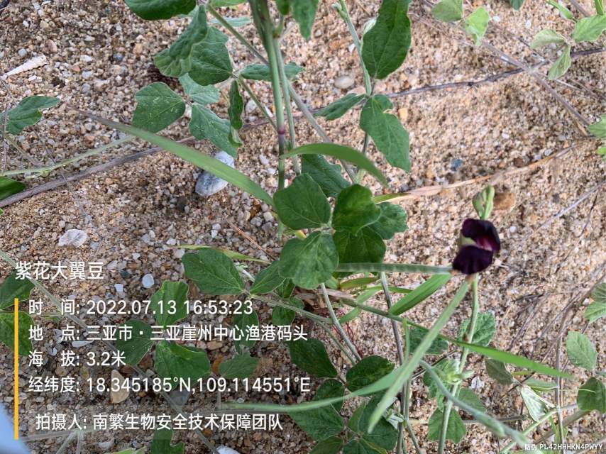 紫花大翼豆