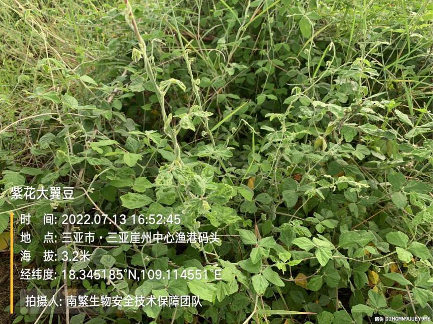 紫花大翼豆