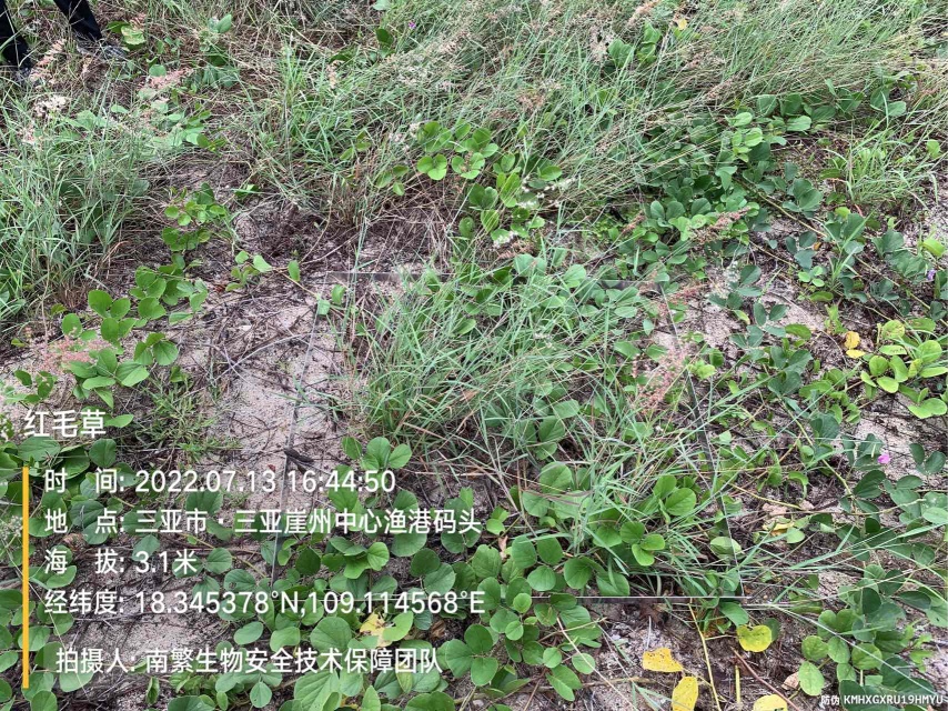 红毛草