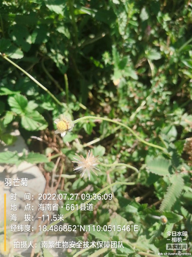 羽芒菊