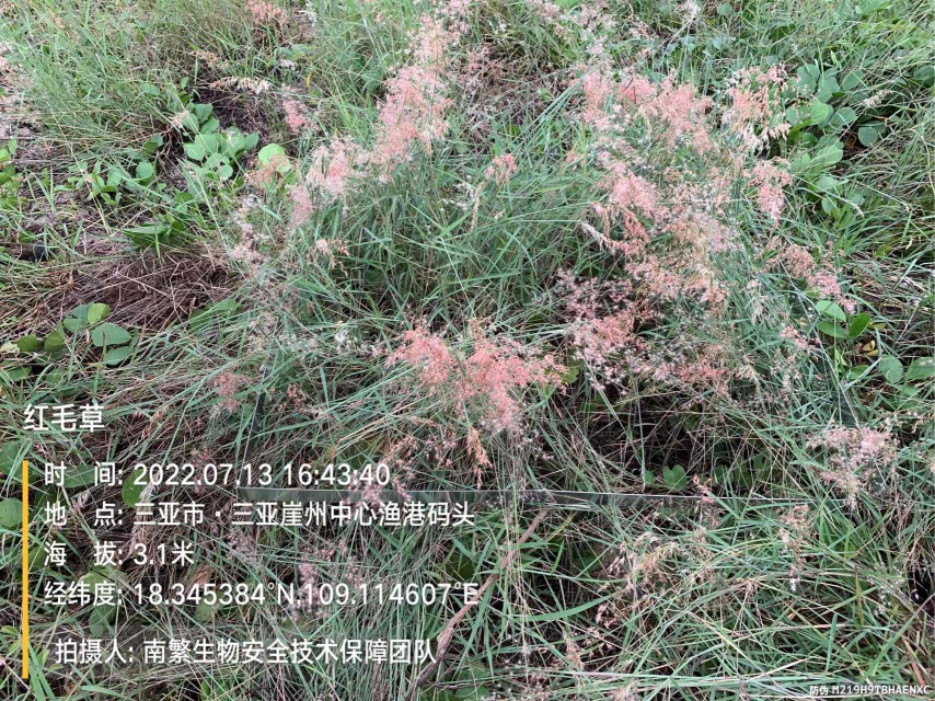 红毛草
