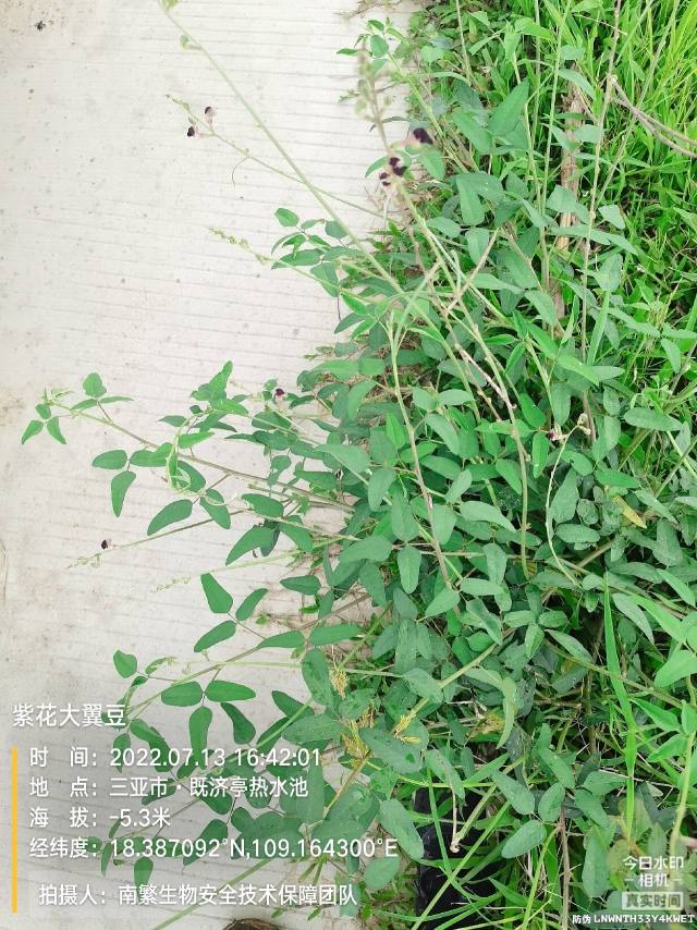 紫花大翼豆