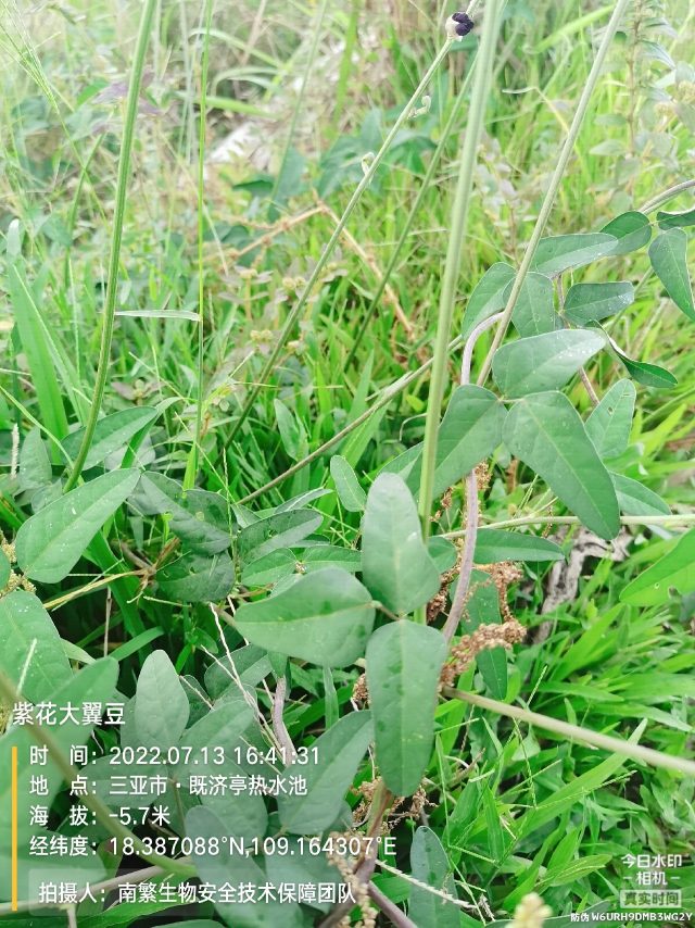 紫花大翼豆