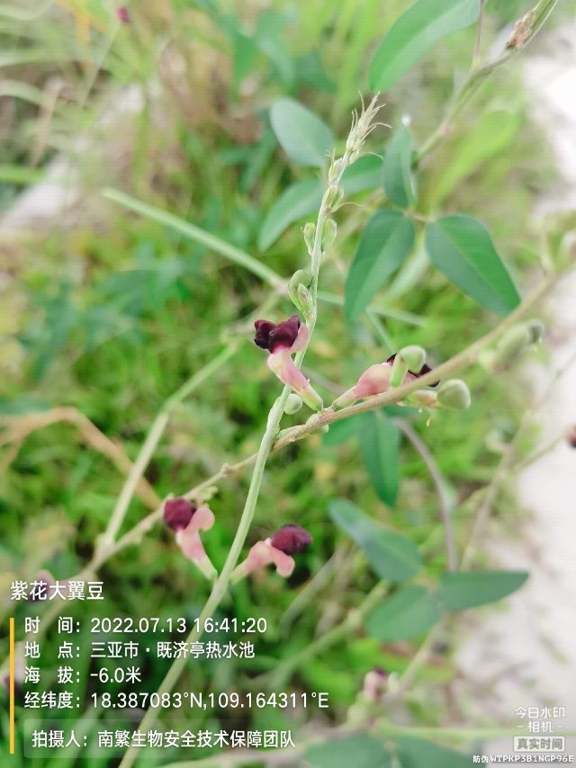 紫花大翼豆