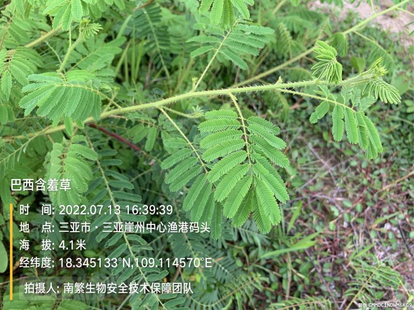 巴西含羞草