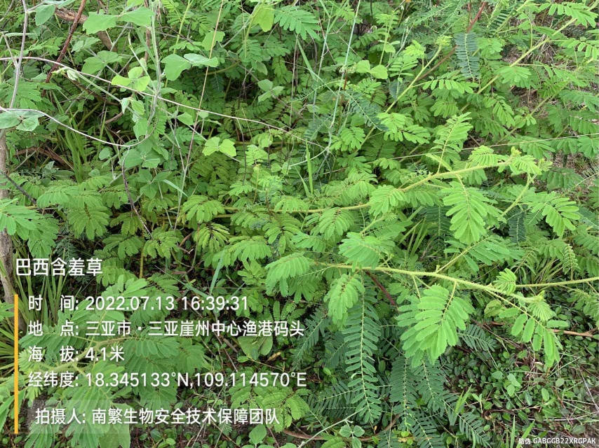 巴西含羞草