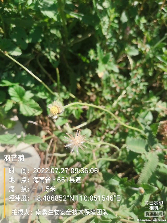 羽芒菊