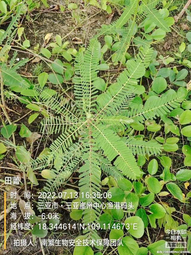 田菁