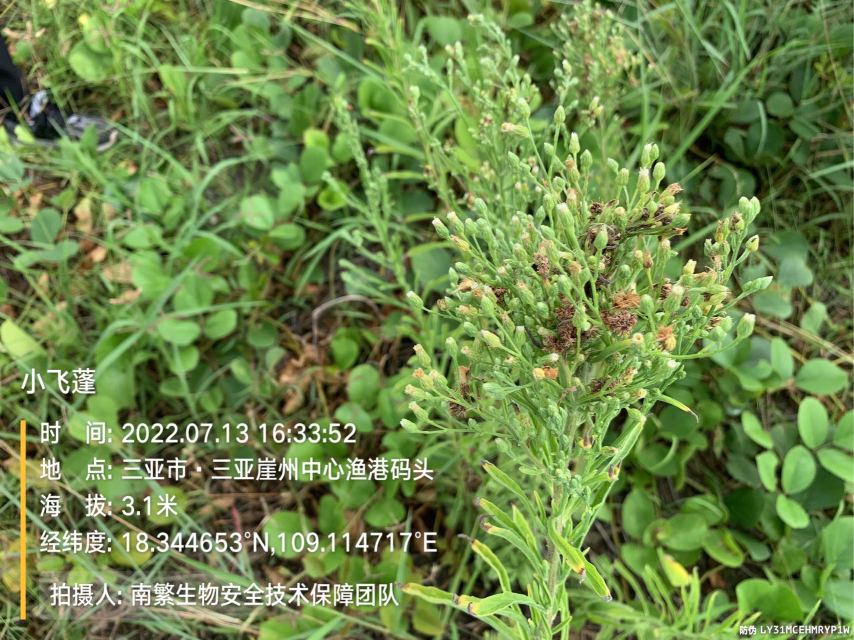 小飞蓬