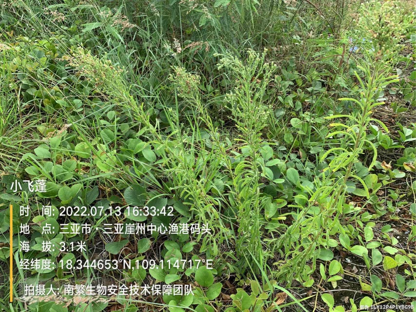 小飞蓬