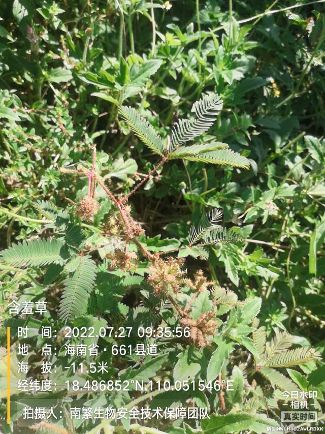 含羞草