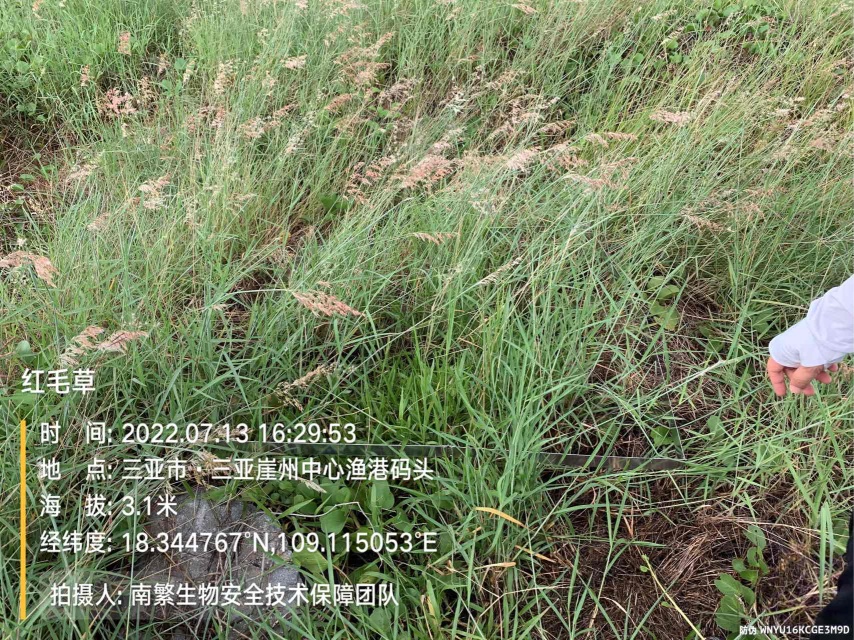 红毛草