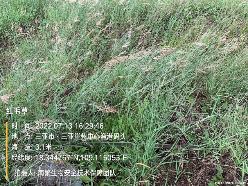 红毛草
