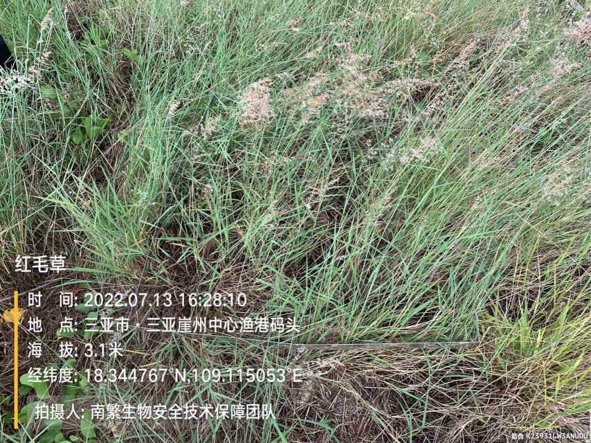 红毛草