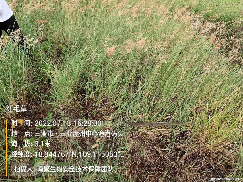 红毛草