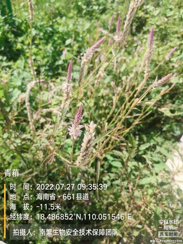 青葙