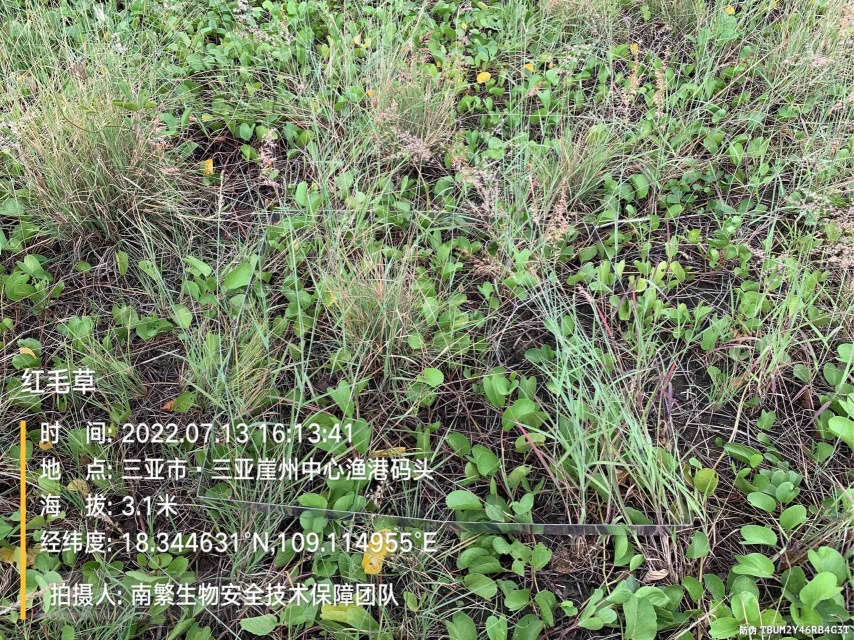 红毛草