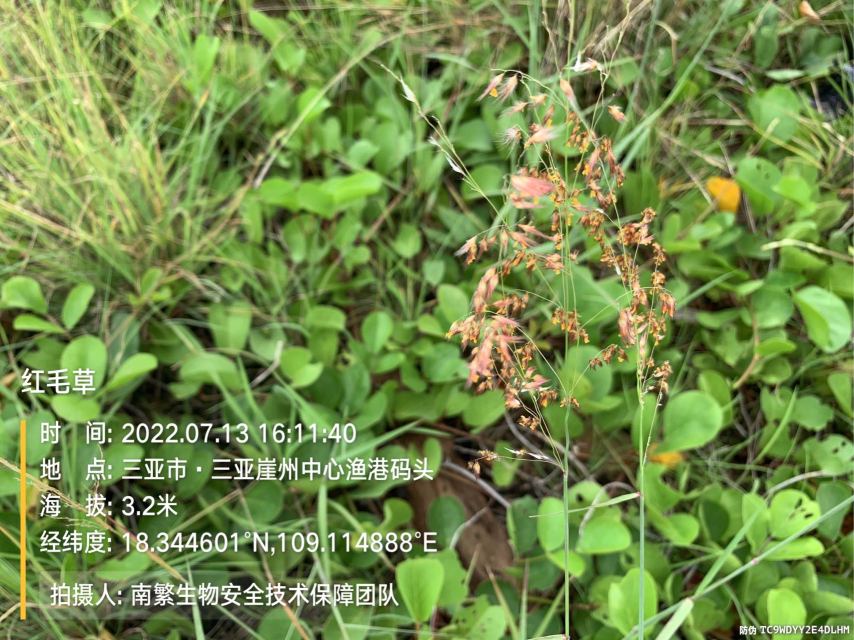 红毛草
