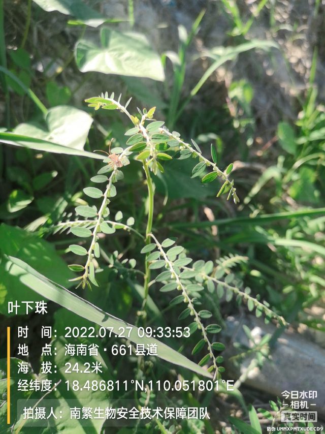叶下珠