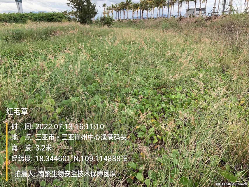 红毛草