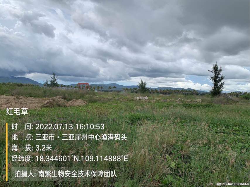 红毛草