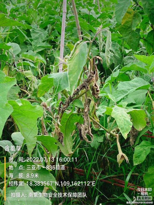 含羞草
