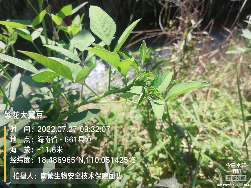 紫花大翼豆