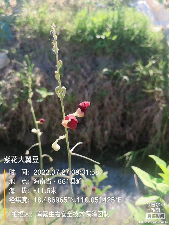 紫花大翼豆
