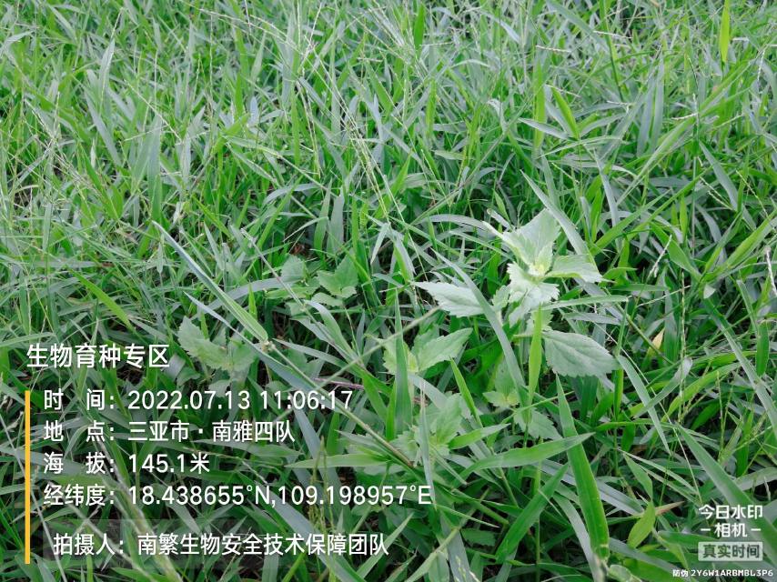 生物育种专区