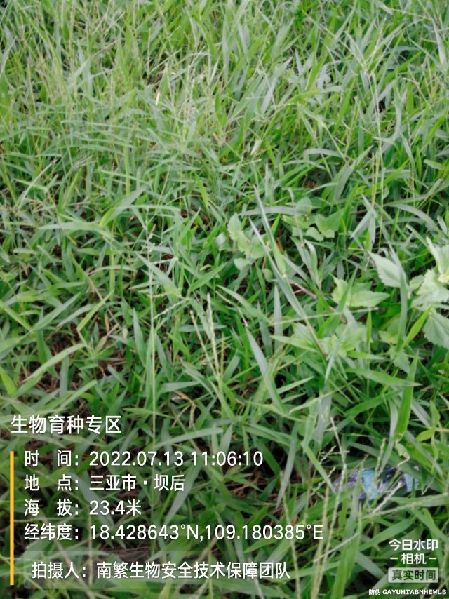 生物育种专区