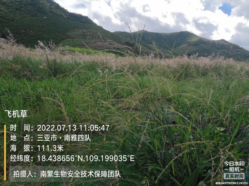 飞机草